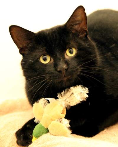 Celia Hammond.jpg Celia Hammond.jpg